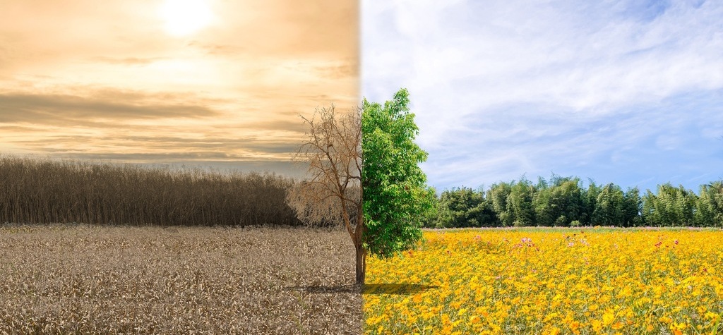 Choosing Bamboo Products can Mitigate Climate Change