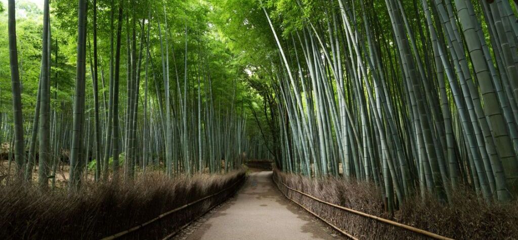 bamboo farm ecofriendly