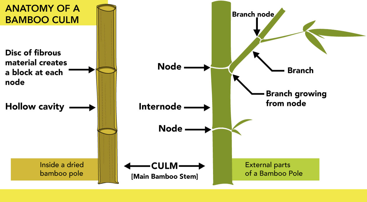 bamboo roots rhizome