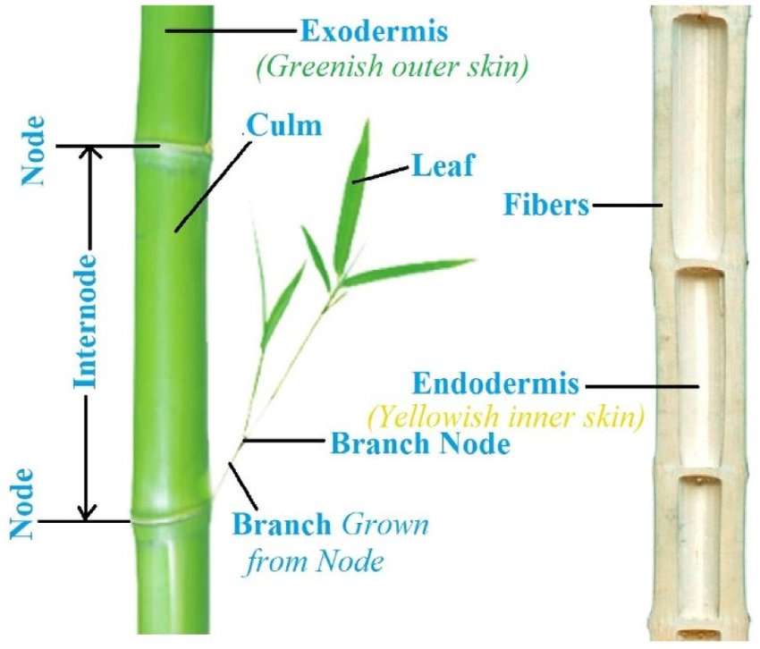 bamboo climate change sustainable