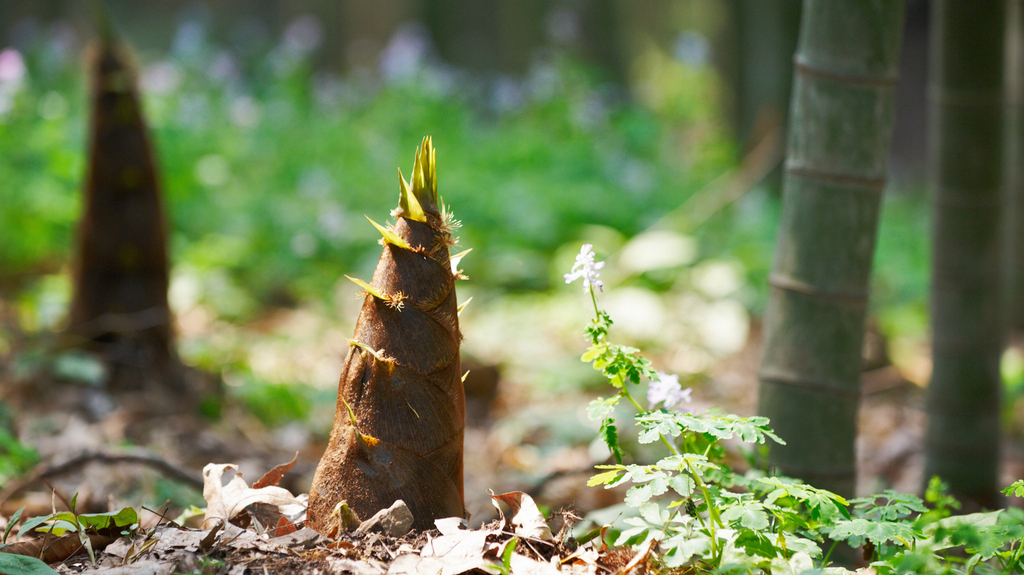 bamboo climate change sustainable