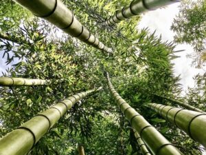 bamboo climate change sustainable