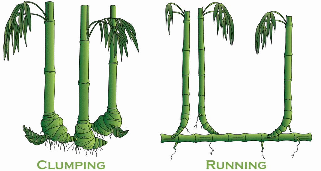 bamboo climate change sustainable